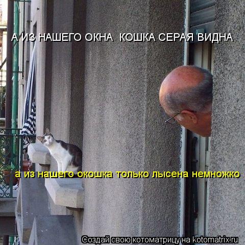 Котоматрица: А ИЗ НАШЕГО ОКНА  КОШКА СЕРАЯ ВИДНА а из нашего окошка только лысена немножко