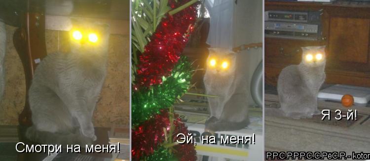 Котоматрица: Смотри на меня! Эй, на меня! Я 3-й!