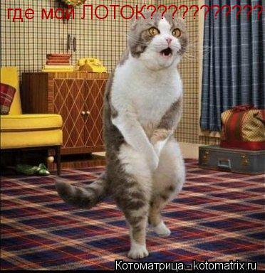 Котоматрица: где мой ЛОТОК???????????