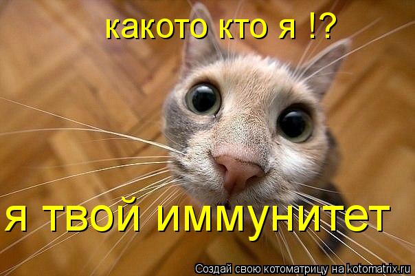 Котоматрица: какото кто я !? я твой иммунитет