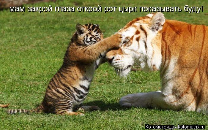 Котоматрица: мам закрой глаза открой рот цырк показывать буду!