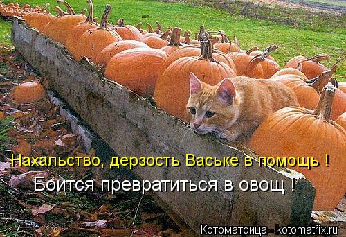 Нахальство, дерзость Ваське в помощь ! Боится превратиться в овощ !... Котоматрица: Нахальство, дерзость Ваське в помощь ! Боится превратиться в овощ !