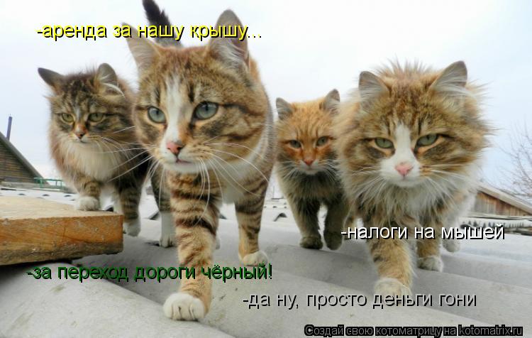 Котоматрица: -налоги на мышей -аренда за нашу крышу... -за переход дороги чёрный! -да ну, просто деньги гони