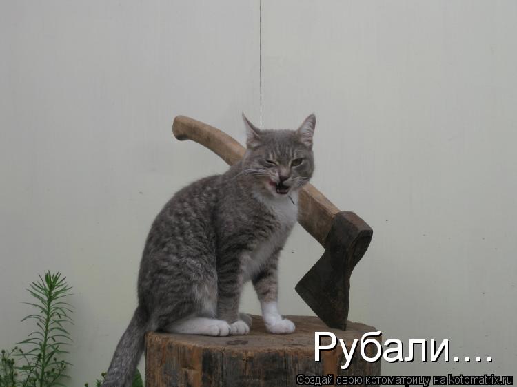Котоматрица: Рубали....