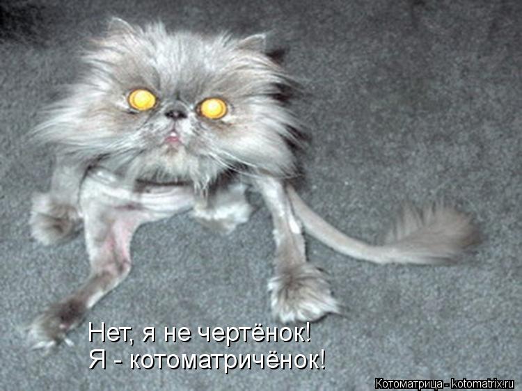 Котоматрица: Нет, я не чертёнок! Я - котоматричёнок!