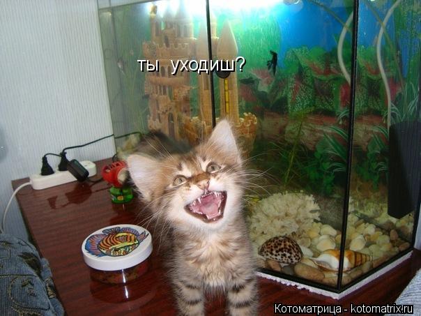 ты уходиш?... Котоматрица: ты уходиш?