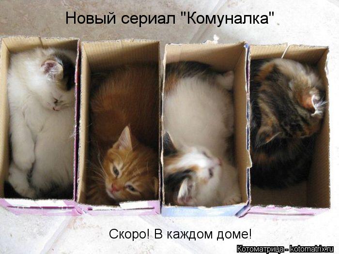 Новый сериал "Комуналка" Скоро! В каждом доме!... Котоматрица: Новый сериал "Комуналка" Скоро! В каждом доме!