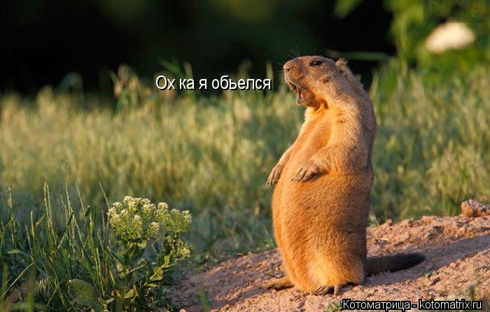 Ох ка я обьелся... Котоматрица: Ох ка я обьелся
