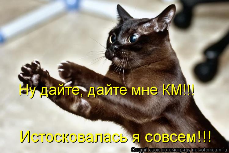 Ну дайте, дайте мне КМ!!! Истосковалась я совсем!!!... Котоматрица: Ну дайте, дайте мне КМ!!! Истосковалась я совсем!!!