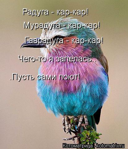 Котоматрица: Радуга - кар-кар! Мурадуга - кар-кар! Гаврадуга - кар-кар! Чего-то я запелась.. .Пусть сами поют!