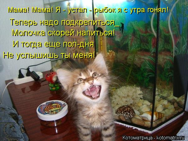 Мама! Мама! Я - устал - рыбок я с утра гонял! Теперь надо подкрепиться_ Молочка скорей напиться! И то... Котоматрица: Мама! Мама! Я - устал - рыбок я с утра гонял! Теперь надо подкрепиться_ Молочка скорей напиться! И тогда еще пол-дня Не услышишь ты меня!