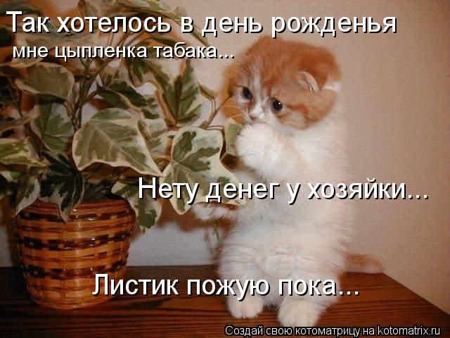 Листик пожую пока... Так хотелось в день рожденья мне цыпленка табака... Нету денег у хозяйки...... Котоматрица: Листик пожую пока... Так хотелось в день рожденья мне цыпленка табака... Нету денег у хозяйки...