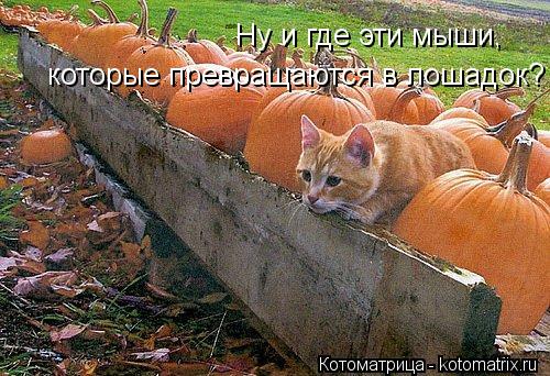 Котоматрица: Ну и где эти мыши, которые превращаются в лошадок?