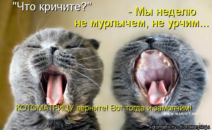Котоматрица: КОТОМАТРИЦУ верните! Вот тогда и замолчим! не мурлычем, не урчим... "Что кричите?" - Мы неделю