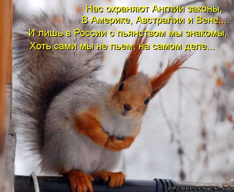 Нас охраняют Англии законы, В Америке, Австралии и Вене.... И лишь в России с пьянством мы знакомы, Х... Котоматрица: Нас охраняют Англии законы, В Америке, Австралии и Вене.... И лишь в России с пьянством мы знакомы, Хоть сами мы не пьем, на самом деле...
