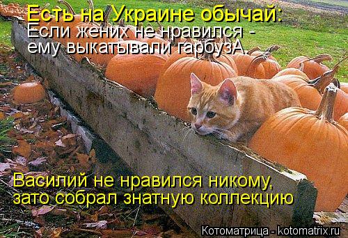 Есть на Украине обычай: Если жених не нравился - ему выкатывали гарбузА. Василий не нравился никому,... Котоматрица: Есть на Украине обычай: Если жених не нравился - ему выкатывали гарбузА. Василий не нравился никому, зато собрал знатную коллекцию