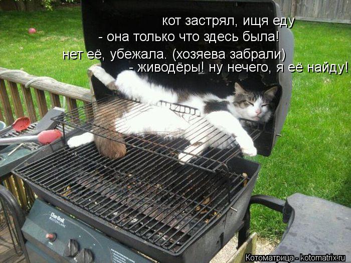 кот застрял, ищя еду - она только что здесь была! нет её, убежала. (хозяева забрали) - живодёры! ну н... Котоматрица: кот застрял, ищя еду - она только что здесь была! нет её, убежала. (хозяева забрали) - живодёры! ну нечего, я её найду!