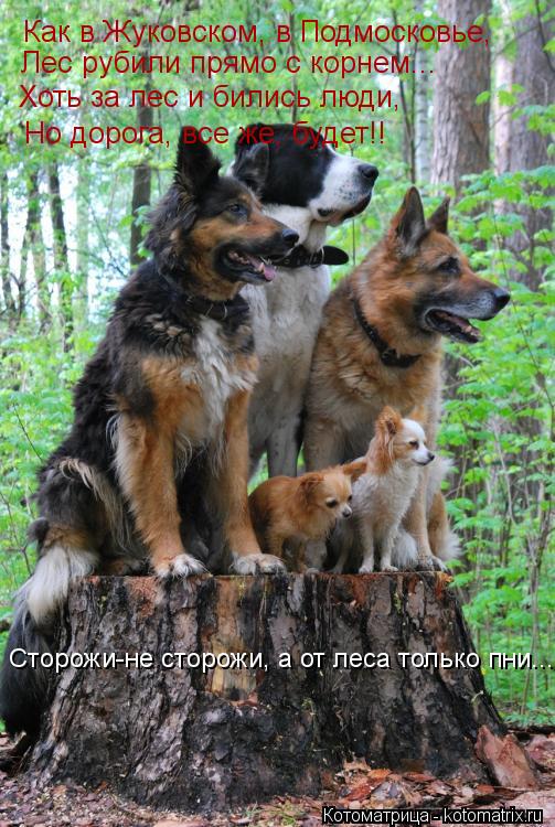 Как в Жуковском, в Подмосковье, Лес рубили прямо с корнем... Хоть за лес и бились люди, Но дорога, в... Котоматрица: Как в Жуковском, в Подмосковье, Лес рубили прямо с корнем... Хоть за лес и бились люди, Но дорога, все же, будет!! Сторожи-не сторожи, а от леса т