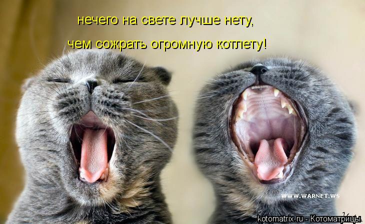 Котоматрица: нечего на свете лучше нету, чем сожрать огромную котлету!