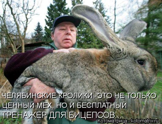 Котоматрица: ЧЕЛЯБИНСКИЕ КРОЛИКИ -ЭТО НЕ ТОЛЬКО ЦЕННЫЙ МЕХ, НО И БЕСПЛАТНЫЙ ТРЕНАЖЕР ДЛЯ БИЦЕПСОВ...