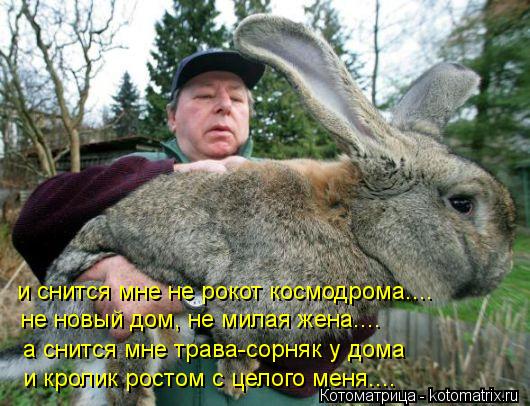 и снится мне не рокот космодрома.... не новый дом, не милая жена.... а снится мне трава-сорняк у дома... Котоматрица: и снится мне не рокот космодрома.... не новый дом, не милая жена.... а снится мне трава-сорняк у дома и кролик ростом с целого меня....