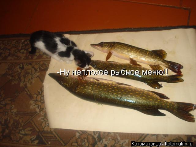 -Ну неплохое рыб -Ну неплохое рыбное меню!!... Котоматрица: -Ну неплохое рыб -Ну неплохое рыбное меню!!