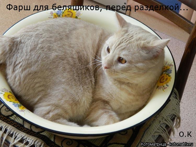 Котоматрица: Фарш для беляшиков, перед разделкой... О.К