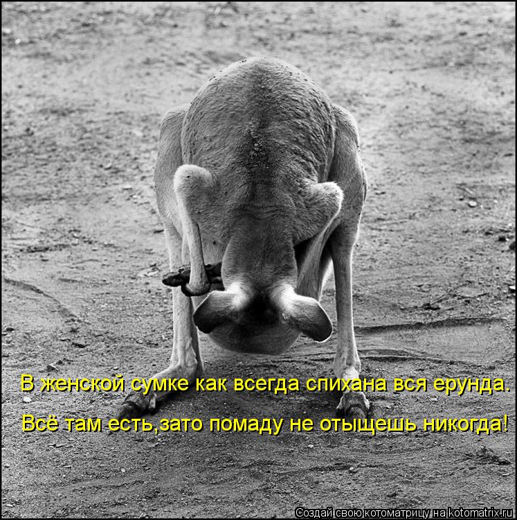 В женской сумке как всегда спихана вся ерунда. Всё там есть,зато помаду не отыщешь никогда!... Котоматрица: В женской сумке как всегда спихана вся ерунда. Всё там есть,зато помаду не отыщешь никогда!