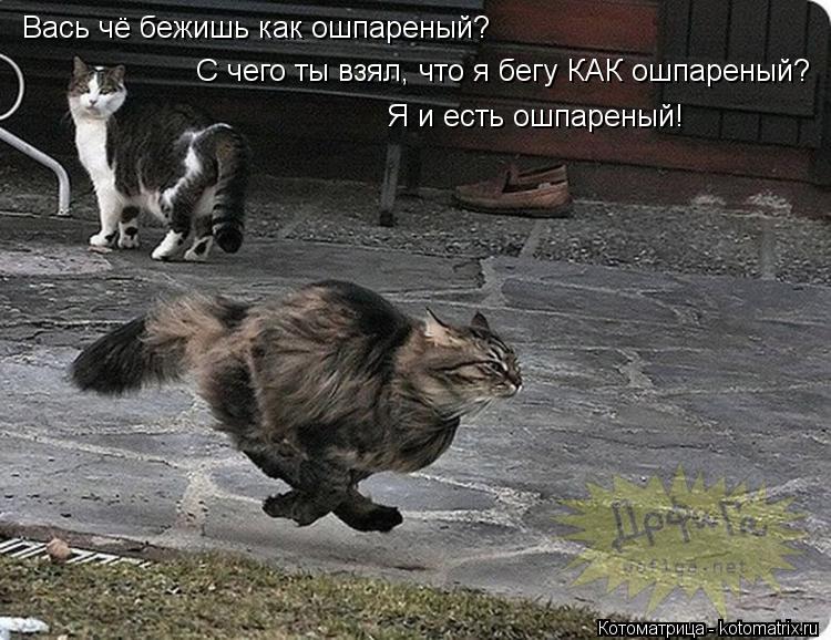 Вась чё бежишь как ошпареный? С чего ты взял, что я бегу КАК ошпареный? Я и есть ошпареный!... Котоматрица: Вась чё бежишь как ошпареный? С чего ты взял, что я бегу КАК ошпареный? Я и есть ошпареный!