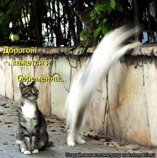 Дорогой! кажется я беременна...... Котоматрица: Дорогой! кажется я беременна...