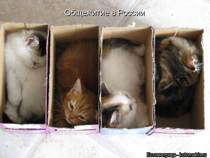 Котоматрица: Общежитие в России