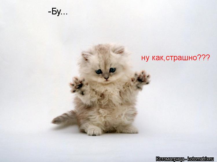 Котоматрица: -Бу... ну как,страшно???
