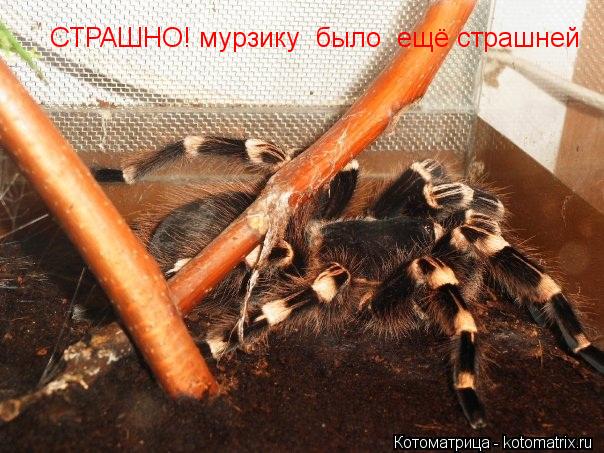 СТРАШНО! мурзику было ещё страшней... Котоматрица: СТРАШНО! мурзику было ещё страшней