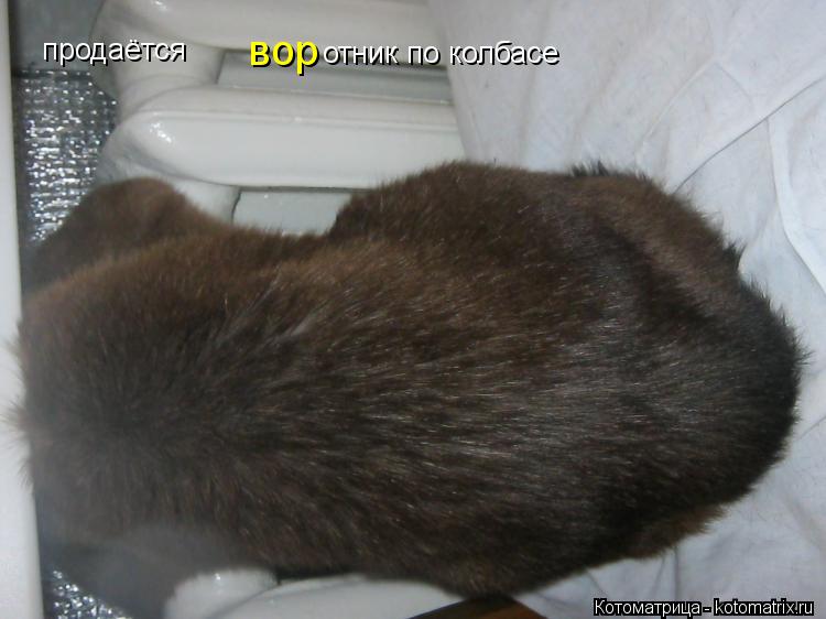 Котоматрица: продаётся   вор отник по колбасе