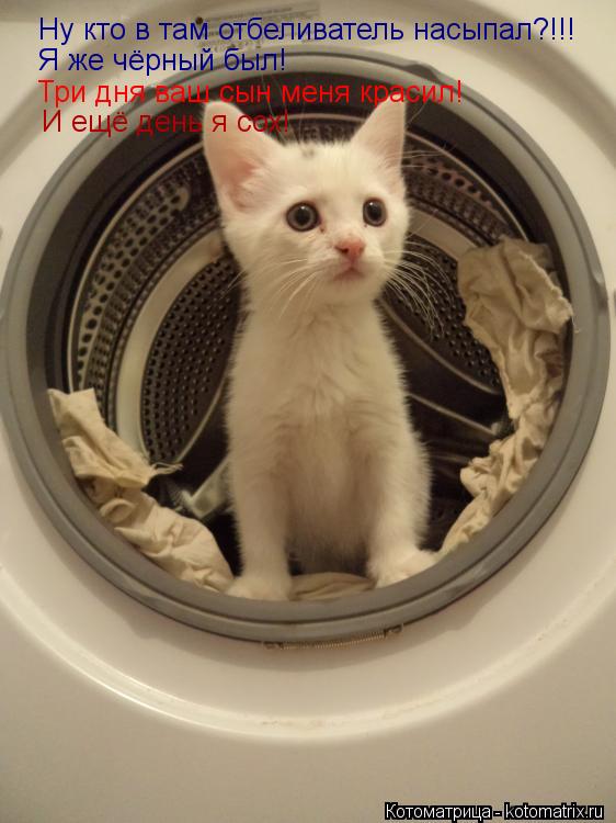 Котоматрица: Ну кто в там отбеливатель насыпал?!!! Я же чёрный был! Три дня ваш сын меня красил!  И ещё день я сох!