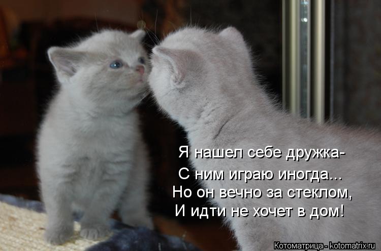 Я нашел себе дружка- С ним играю иногда... Но он вечно за стеклом, И идти не хочет в дом!... Котоматрица: Я нашел себе дружка- С ним играю иногда... Но он вечно за стеклом, И идти не хочет в дом!