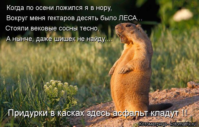 Когда по осени ложился я в нору, Вокруг меня гектаров десять было ЛЕСА... Стояли вековые сосны тесно,... Котоматрица: Когда по осени ложился я в нору, Вокруг меня гектаров десять было ЛЕСА... Стояли вековые сосны тесно, А нынче, даже шишек не найду.... Придурки