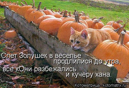 Слет Золушек в веселье продлилися до утра, все кОни разбежались и кучеру хана.... Котоматрица: Слет Золушек в веселье продлилися до утра, все кОни разбежались и кучеру хана.