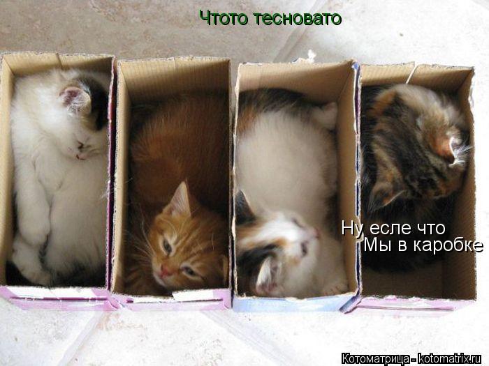Котоматрица: Чтото тесновато Ну есле что Мы в каробке