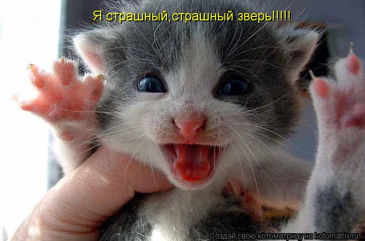 Я страшный,страшный зверь!!!!!... Котоматрица: Я страшный,страшный зверь!!!!!