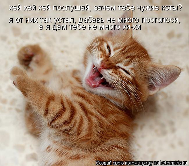 Котоматрица: хей хей хей послушай, зачем тебе чужие коты? я от них так устал, дабавь не много проголоси, а я дам тебе не много хи-хи