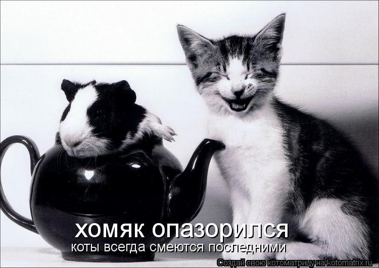 Котоматрица: хомяк опазорился коты всегда смеются последними