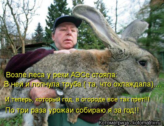 Возле леса у реки АЭСе стояла: В ней и лопнула труба ( та, что охлаждала).... И теперь, который год, ... Котоматрица: Возле леса у реки АЭСе стояла: В ней и лопнула труба ( та, что охлаждала).... И теперь, который год, в огороде все так прет!!! По три раза урожаи со