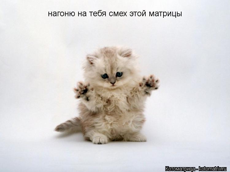 Котоматрица: нагоню на тебя смех этой матрицы