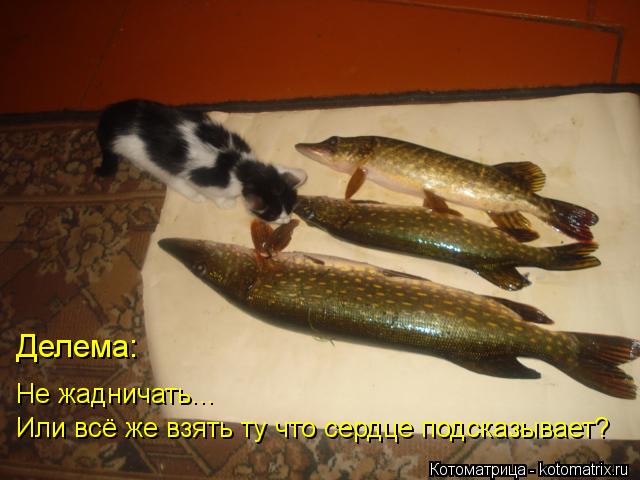 Делема: Не жадничать... Или всё же взять ту что сердце подсказывает?... Котоматрица: Делема: Не жадничать... Или всё же взять ту что сердце подсказывает?