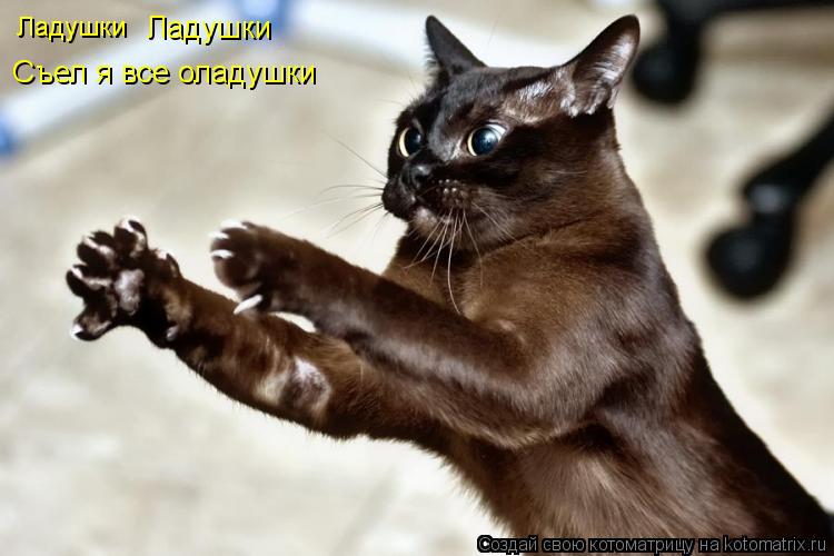 Ладушки Ладушки Съел я все оладушки... Котоматрица: Ладушки Ладушки Съел я все оладушки