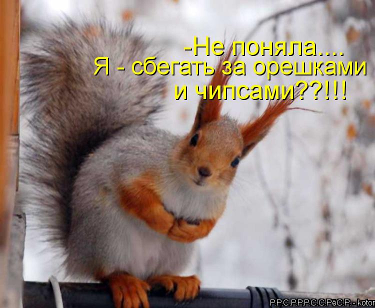 Котоматрица: -Не поняла.... Я - сбегать за орешками  и чипсами??!!!