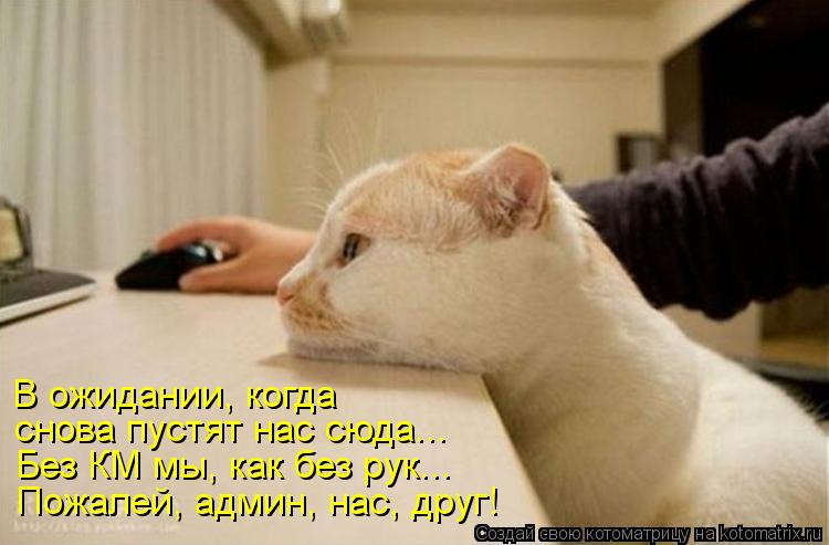 Котоматрица: В ожидании, когда снова пустят нас сюда... Без КМ мы, как без рук... Пожалей, админ, нас, друг!