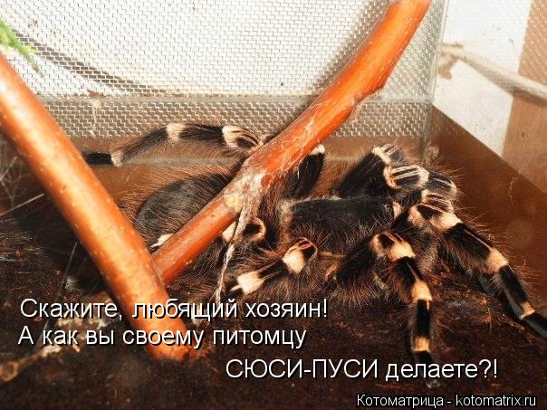 Скажите, любящий хозяин! А как вы своему питомцу СЮСИ-ПУСИ делаете?!... Котоматрица: Скажите, любящий хозяин! А как вы своему питомцу СЮСИ-ПУСИ делаете?!