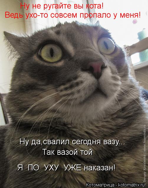 Котоматрица: Ну не ругайте вы кота! Ведь ухо-то совсем пропало у меня! Ну да,свалил сегодня вазу... Так вазой той Я  ПО  УХУ  УЖЕ наказан!